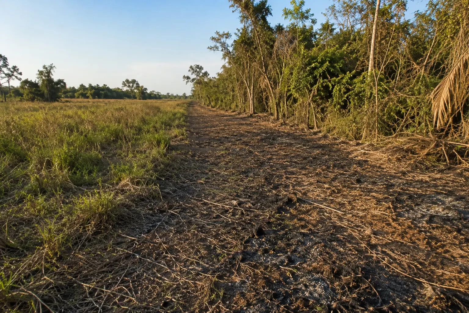 Faixa de aceiro aberta ao lado de vegetação nativa em propriedade rural do Pantanal, com pastagem à esquerda e mata à direita sob céu azul
